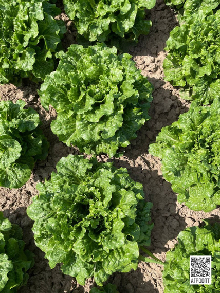 Конвершн семена салата батавия (Rijk Zwaan / Райк Цваан) в поле – фото 4