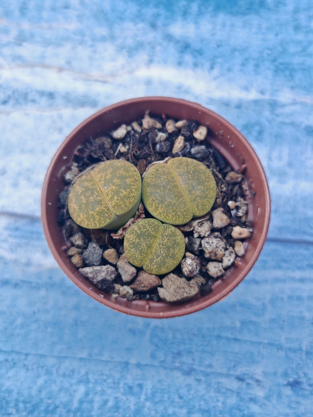 Lithops sp. (Литопсы)