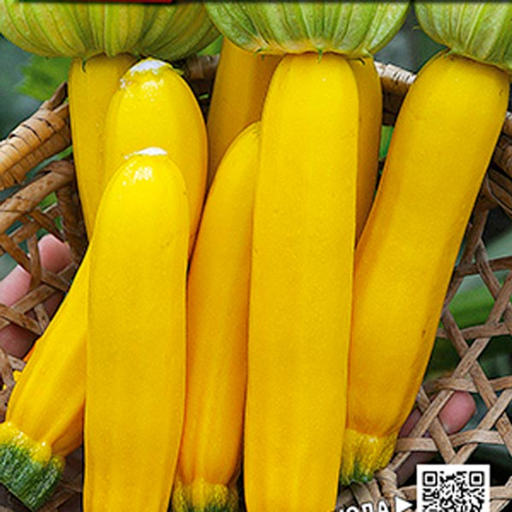 Кабачок Золотой краб цукини 2г Ц Аэлита