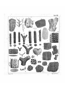 Атлас к Палеонтологии России | Эдуард Иванович Эйхвальд