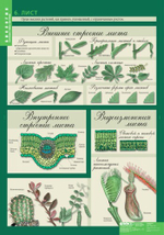 Комплект таблиц "Биология 6 кл. Растения, грибы, бактерии" (14 таб.)