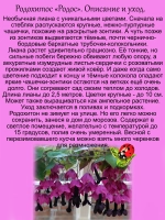 Рододендрон Нова Зембла морозостойкий