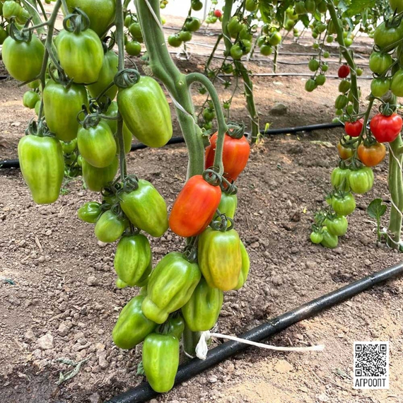 Папелетто F1 семена томата (Rijk Zwaan/Райк Цваан) культура – фото 3