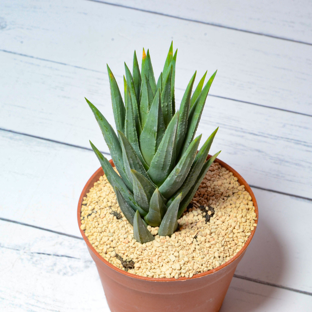 Haworthia Glauca (Хавортия)