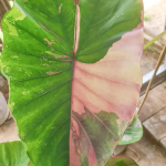 Колоказия UENGJUMON