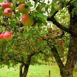 Плодовые деревья