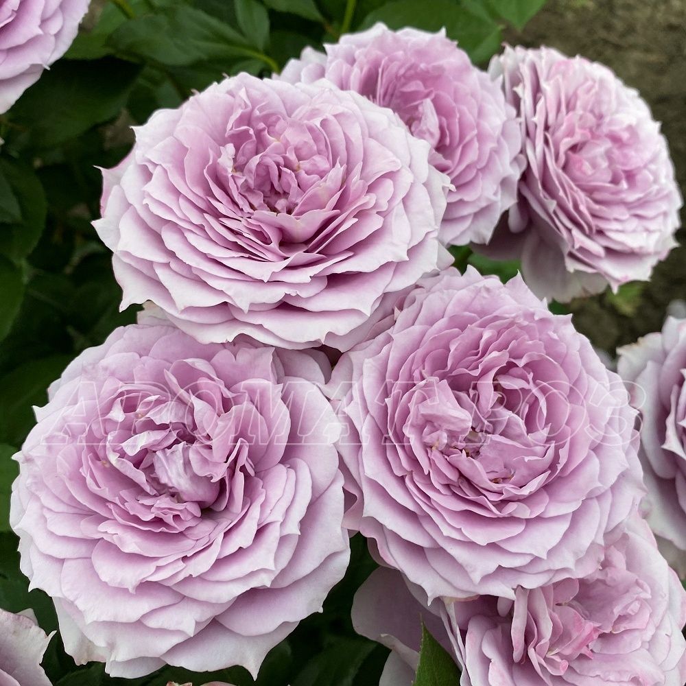 Новалис (Novalis)