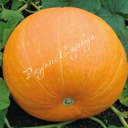 Тыква крупноплодная Марсельеза (горшок 0.4л)