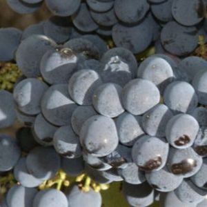 Каштелау (Castelao) - красный сорт винограда