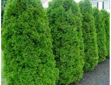 Хвойная коллекция формат Р9