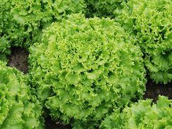 ЭСТОНИ семена салата (Enza Zaden | Alexagro)