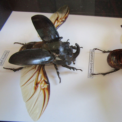 Жуки Носороги в рамке