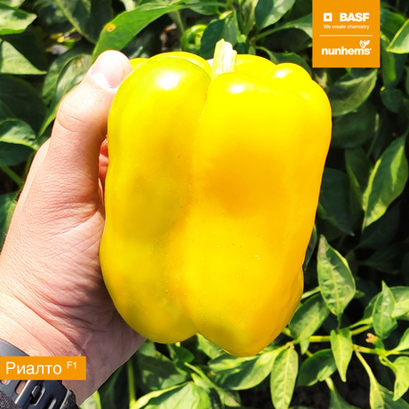 Cемена перца сладкого Риалто F1, Nunhems, 5 шт.