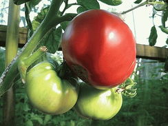 Компак F1 семена томата полудетерминантного (Seminis / Семинис)