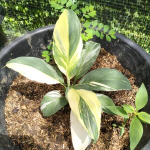 Спатифиллум SENSATION TRICOLOR