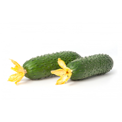 Тезис F1 семена огурца партенокарпического (Гавриш)