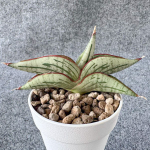 Сансевиерия DIABLO