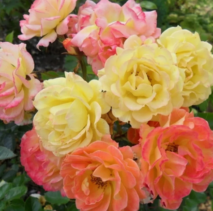 Роза почвопокровная Бесси ОКС конец апреля -май 2026