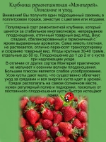 Клубника Монтерей ремонтантная