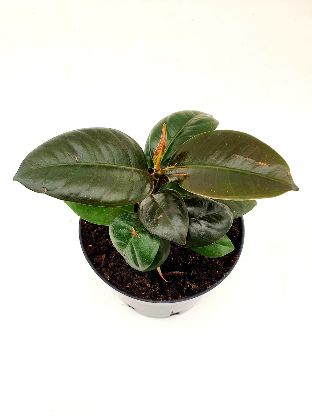 Фикус Эластика (MIX) СП