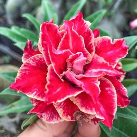 Адениум обесум 264 Mãnh Long 1