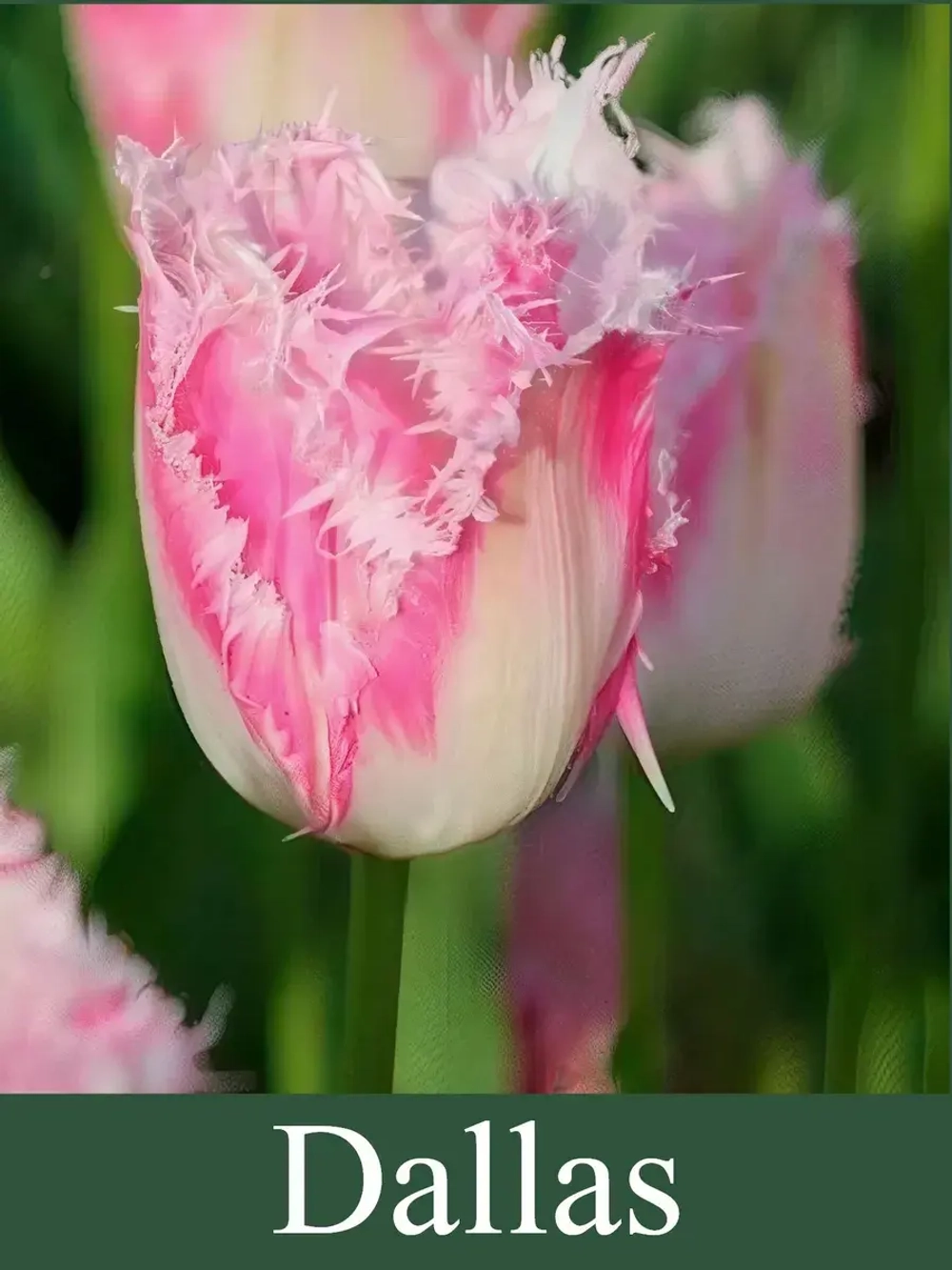 Тюльпаны Dallas 3 шт, набор луковиц