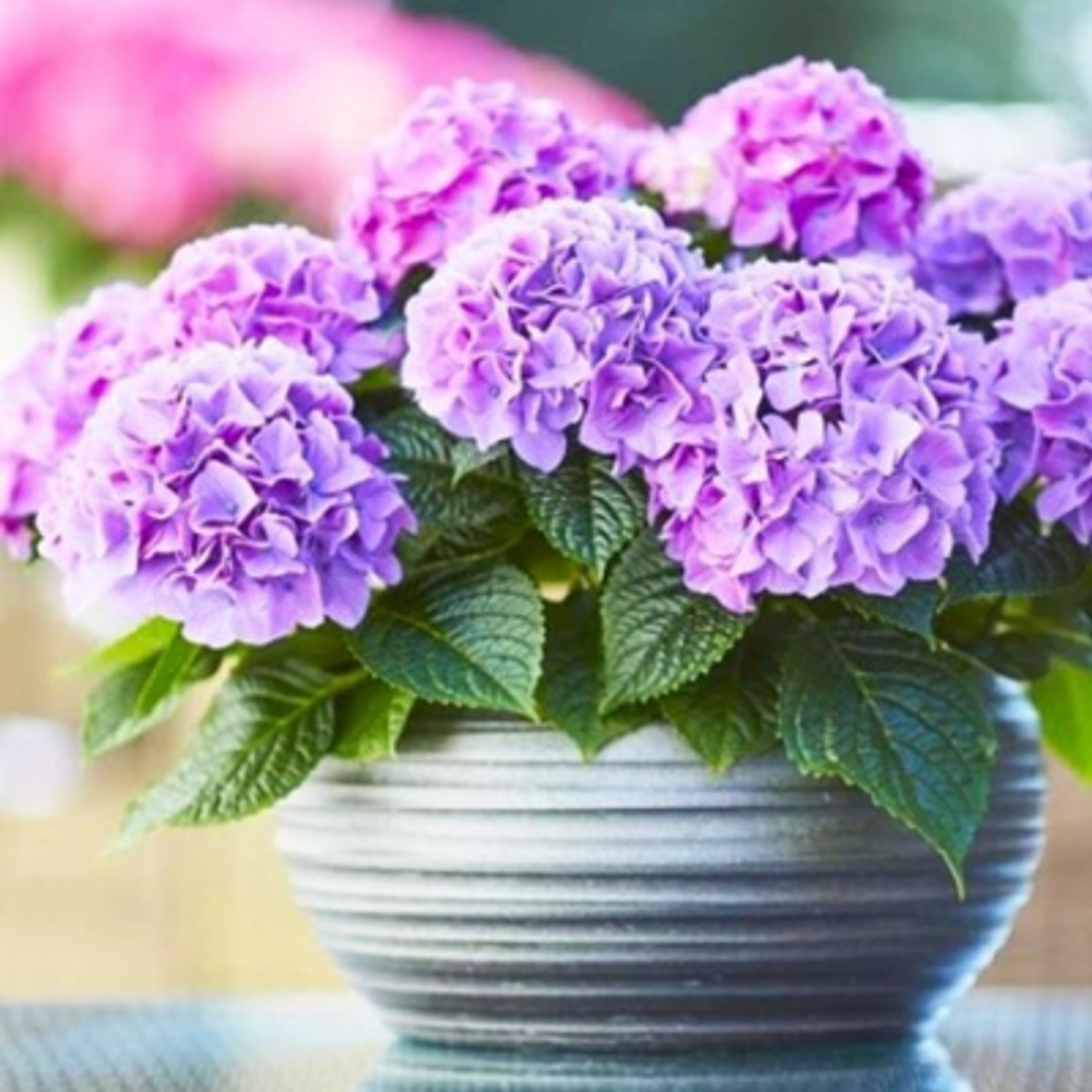 Таблетензия Пурпл «Tabletensia Purple» С1.5