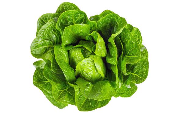 КЕОНА семена салата Rijk Zwaan культура – фото 2