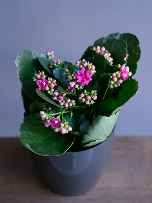 Каланхое Каландива розовая (D-12)