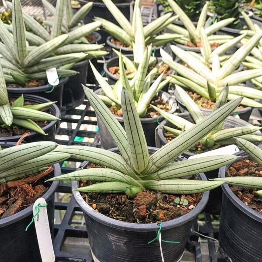 Сансевиерия BONCEL SILVER GIANT VAR