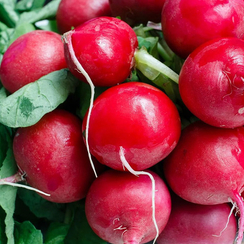 Филипар F1 семена редиса (Syngenta / Сингента)