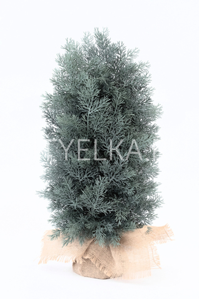 Туя малая голубая