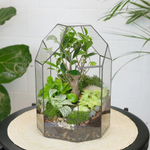 Готовый флорариум бонсай Фикус Бонсариум