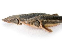 Осетр замороженный~4кг