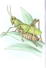 Альбом для раскрашивания полноцветный. Раскраски