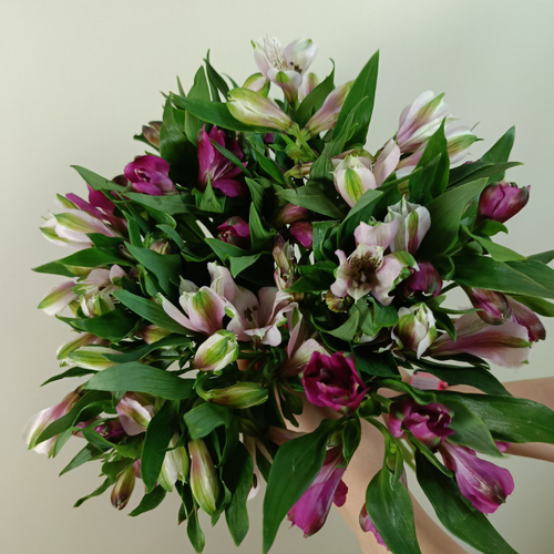 Альстромерия 50см