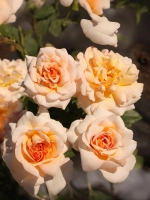 Роза флорибунда Кокард