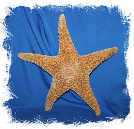 Мексиканская морская звезда 30-40 см.