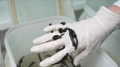 Пиявка мелкая