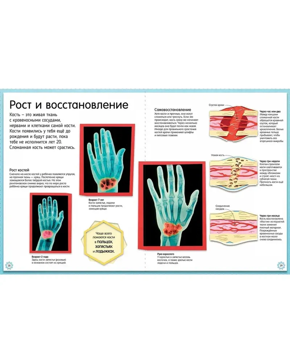 Как устроено тело человека. Красочный путеводитель по нашему организму