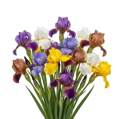 Ирисы
