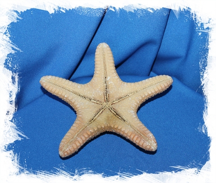 Морская звезда Астеродискус 17-20 см