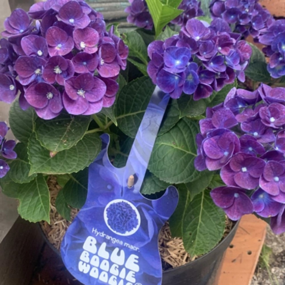 «Boogie Woogie»/  Буги Вуги (Стандарт поставки Р9)2025г