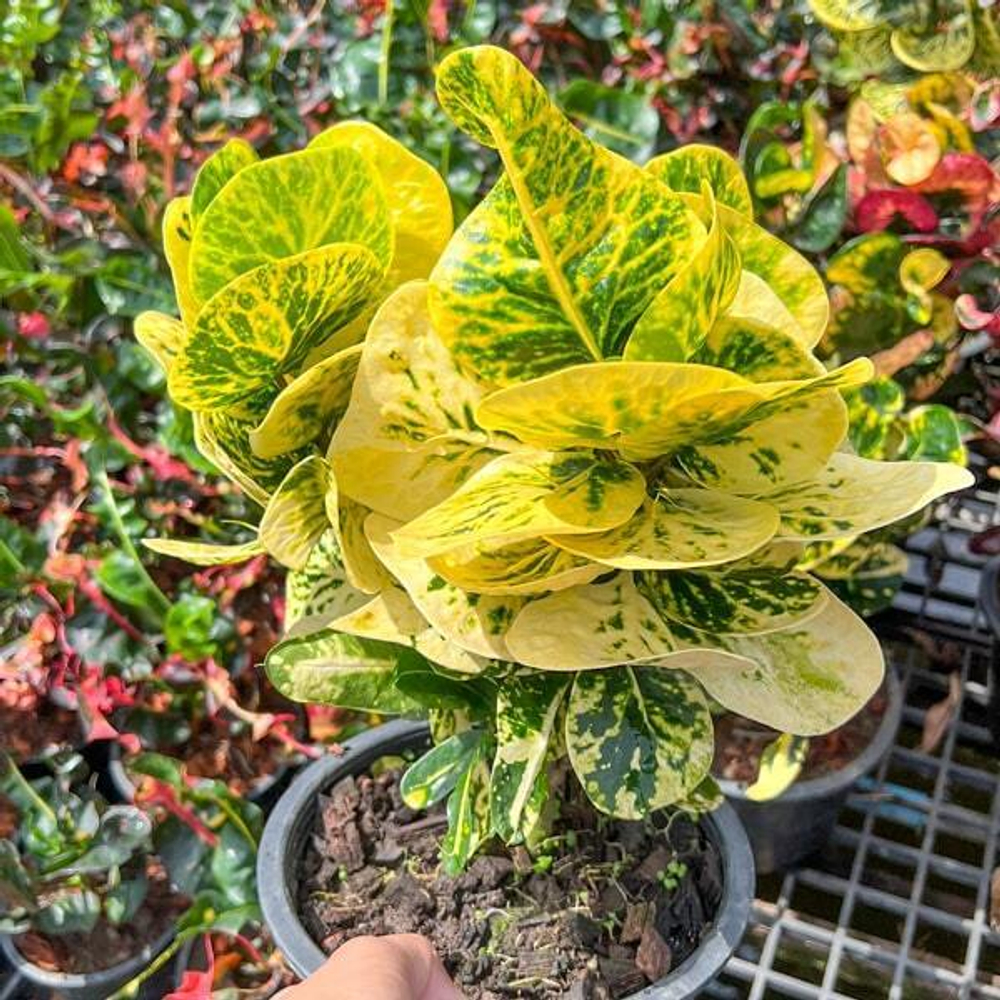 Кротон PHAEN DIN THONG