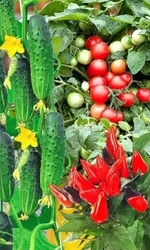 Семена Набор Новогодний Урожай 25 шт (УД) Е/П Б/Ф