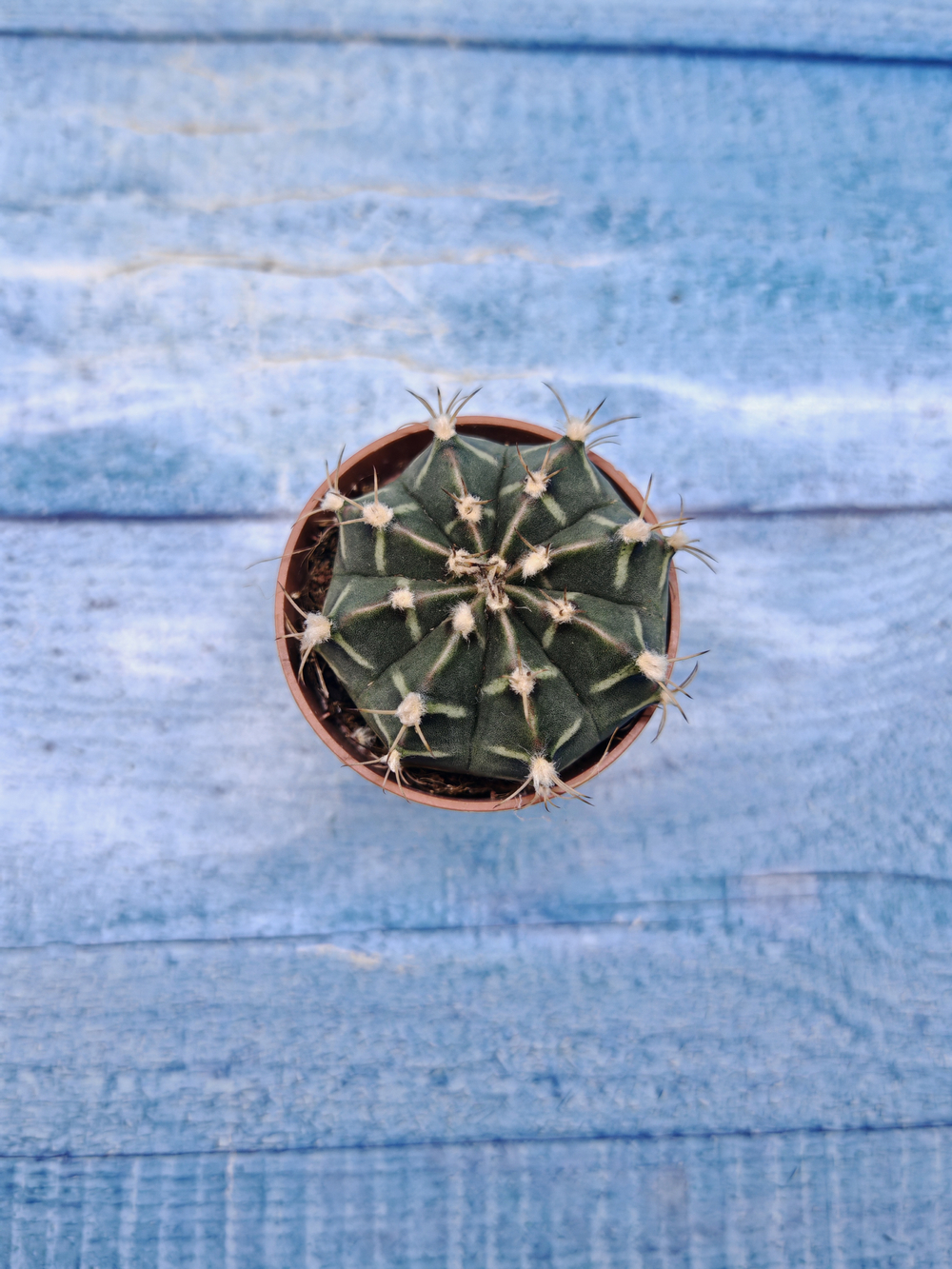 Gymnocalycium Friedrichii (Гимнокалициум)