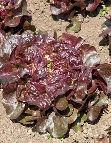 Вулсини семена салата листового (Seminis / Семинис) – фото 2