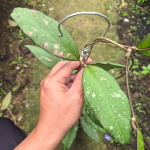 Хойя SP ACEH NEW SPLASH PINK