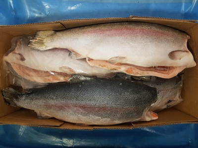 Форель морская 1,8-2,7 кг