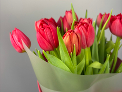 Букет из 15 махровых тюльпанов